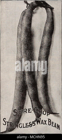 . Capolavoro bean per forzare questa varietà nacque in Inghilterra, dove viene prestata particolare attenzione alla coltivazione di fagioli in serra, ed è il più prezioso ordina per tale scopo. La pianta fa una crescita sana e produce un abbondante cropof grandi verde baccelli, che sono notevolmente diritta, ampia e spessa e di ottima qualità. Si tratta di un coltivatore di veloce e ma- tures il raccolto a un inizio di stagione. Pkt., 10 cts., via posta. Da express o il nolo, all acquirente spese, lb., $1.00; 2 libbre, $1.75. (Se voluto da pacchi Aggiungi come indicato sulla pagina 12); 10 libbre, $8.00. Boccola FORDHOOK Fagiolo di Lima questa s Foto Stock