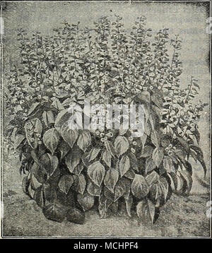 . VrnutNA 'Lucifero nuovo^ Colori di Stokesia (ComfIovcr Aestri) 4060 blu Cyanea Stokesia, al- se un nativo degli Stati Uniti, era praticamente onu- noto come una pianta di giardino fino all'anno 1908, quando abbiamo illus- quotato a colori sul coperchio del nostro giardino Prenota; e, come risultato dei nostri sforzi è ora uno dei popolari hardy per- ennials. Alcuni anni più tardi, un bianco a fiore varietà è stata dis- coperti, e ora siamo in grado di offrire una miscela contenente un numero di sfumature di rosa, bianco e varie sfumature di blu e viola come bene. 15 cts. per pkt.; 2 pkts., 25 cts. La Salvia America Foto Stock