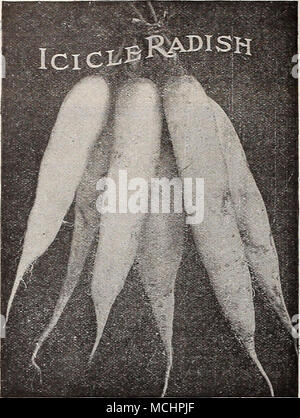 . Rabarbaro, ¥^. Mi^HLISAR.B Euibarbo, Sp. Uno oncia u£ seme a 125 piedi di praticare la cultura.-buona piante sono facilmente coltivati in qualsiasi buon terreno da giardino. Seminare sementi sottilmente in Trapani poco profonda di un piede oltre, sottile da 4 o 5 pollici. Tenere il terreno sciolto e libero da erbacce. Le piante sono suscettibili di variare notevolmente. Scegliere la più forte e. In autunno o primavera seguente, trapianto al letto permanente, 4 sentire oltre ogni modo- nel profondo e caldo e molto ricco terreno. Il più concime migliore stocchi. Per l'inverno costringendo prendere fino a due anni di radici nella caduta, lasciare fuori a gelare e poi letto vicino insieme sul fondo della cantina o delle nazioni unite Foto Stock