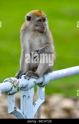 Lunga coda Macaque nel selvaggio Foto Stock