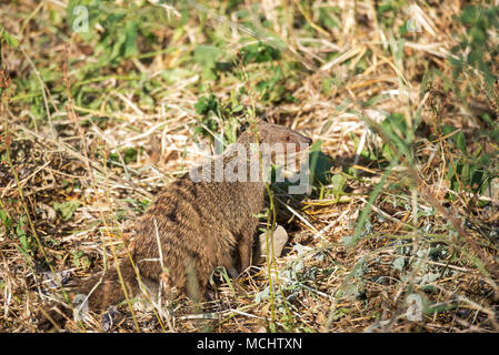 La mangusta nastrati (MUNGOS MUNGO) IN ERBA, Parco Nazionale di Tarangire e, TANZANIA Foto Stock