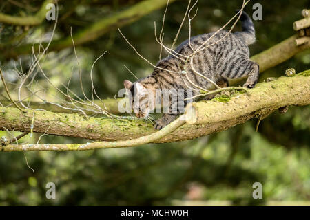 Giovane gatto tabby, gatto del bengala che sale su un albero di Monterey Cipro, sbirciando dall'alto sui suoi rami Foto Stock