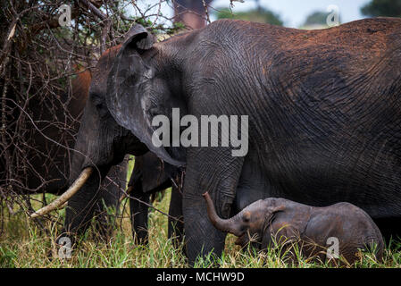 Africa vitello di elefante africano (Loxodonta africana) Alimentazione sui rami con la madre, il Parco Nazionale di Tarangire e, TANZANIA Foto Stock