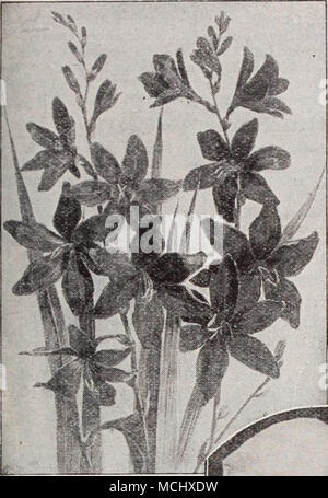 . MONTBRETIAS Sprekelia Formosissima (Jacobaean Lily) strettamente connesse all'Amaryl- lis, cuscinetto vistose brillante fiori rosso cremisi. Lampadine dormienti piantate nel confine inizio a maggio si fiore con- in 3 o 4 settimane dopo la piantagione, oppure essi possono essere fiorita come piante in vaso in casa durante i primi mesi primaverili. 35 cts. Ogni; $3.50 per doz. Questi magnifici nuovo ibrido Montbretias sono notevoli per la loro dimensione gigantesca e bella e ricca di colori. I fiori sono quasi tre pollici in diametro e sono sostenuti su esili steli di ramificazione frequentemente oltre tre metri di altezza e sono gay e attrac- tivo in th Foto Stock