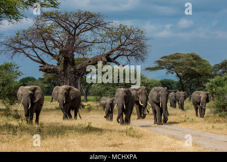 Branco di elefanti africani (Loxodonta africana) attraversando a piedi savana africana, Parco Nazionale di Tarangire e, TANZANIA Foto Stock