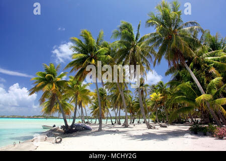 Spiaggia tropicale con palme, Bora Bora, Polinesia francese. Foto Stock