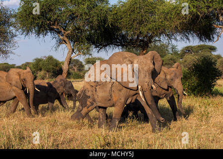 Branco di elefanti africani (Loxodonta africana) attraversando a piedi savana africana, Parco Nazionale di Tarangire e, TANZANIA Foto Stock