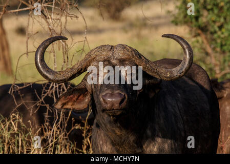 CLOSE UP DI AFRICAN CAPE BUFFALO (SYNCERUS CAFFER), il Parco Nazionale di Tarangire e, TANZANIA Foto Stock