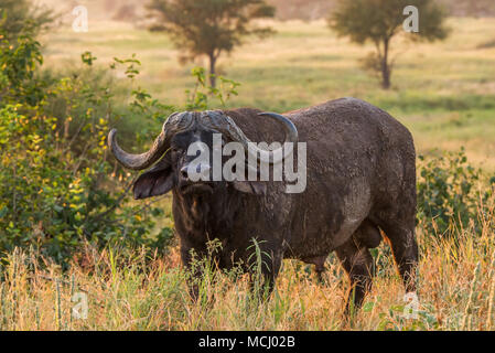 CLOSE UP DI AFRICAN CAPE BUFFALO (SYNCERUS CAFFER) nella savana africana, Parco Nazionale di Tarangire e, TANZANIA Foto Stock