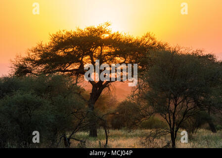 Tramonto colorato su alberi di acacia sulla savana, Parco Nazionale di Tarangire e, TANZANIA Foto Stock