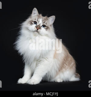 Piuttosto giovane adulto blue tabby point Neva Masquerade cat seduta modi laterale isolata su sfondo nero Foto Stock