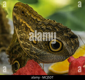 Farfalle tropicali mangiando anguria Off Foto Stock