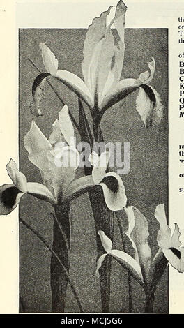 . Spagnolo (IRIS IRIS HUpanica) Queste belle Iris bulbosa hanno opportunamente stato chiamato "Orchidsof il Hardy Flower Garden." Per i migliori effetti che essi dovrebbero essere piantati in singoli o gruppi di venti-cinque o più, il più grande è il numero più fine è l'effetto. Essi crescono da 18 a 24 pollici ad alta, e fiore a partire dalla fine di maggio su fino a giugno. ^ abbiamo fissato un quantitativo limitato di extra strong home-growD lampadine, e offrono come sotto: bellezza. Lavanda pallido con il bianco cade. Belle Chinoise. Ranuncolo ricco-giallo. Cajanus. Gran canarie giallo. Il re del blues. Ricco di colore blu scuro accendino ombreggiata Foto Stock