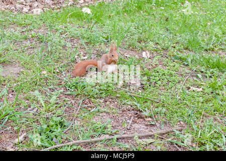 red squirrel in spring park Foto Stock