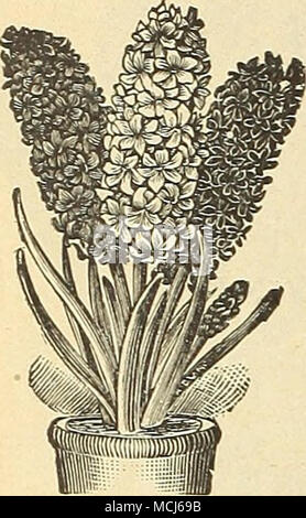 . Occhiali di Giacinto. Esegui uno squat o Tye- alti o Bel- forma Belgio forma giacinti per pentole rosso scuro sfumature mescolati. Rose e le sfumature rosa misto. Rosso, tutte le sfumature miscelate. Bianco puro ordina misti. Blush e oscurata ordina bianco mescolati. Blu scuro e sfumature violacee misto. Blu chiaro e sfumature di lavanda miscelato. Blu, tutte le sfumature miscelate. Giallo, tutte le sfumature miscelate. Tutti i colori miscelati. Prezzo. Qualsiasi dei sopra in un singolo o doppio, 6 cts. ciascuno; 55 cts. per doz.; §4,00 al 100; $35.00 per 1000. DREER'S "popolare" miscela. Un bel grado di lampadine ad un prezzo popolare. Le lampadine utilizzate nella realizzazione di questa miscela sono 15 cen Foto Stock