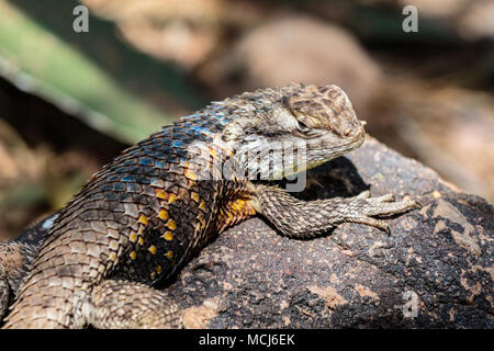Deserto lucertola spinosa ensoleillement su un colore scuro rock, con colorati luminosamente scale, testa rivolta verso la telecamera. In Arizona deserto di Sonora. Foto Stock