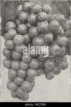 . Hardy uva. POT-GROIVN E LO STRATO STRA^WBERRY PI.le formiche. Pot-coltivate piante che presto questo autunno produrrà un buon raccolto di frutti di bosco del prossimo giugno. Pot-coltivate piante. Piante di strato. Doz. 100. Doz. 100. Abington. Mijseason, perfetto % Auto. Media stagione, perfetto Barrymore. Media stagione, perfetto . Brandywine. In ritardo, Bubach perfetto. Media stagione, pistillate Climax. Inizio, perfetto Clyde. Inizio a metà stagione, perfetto Commonwealth. In ritardo, perfetto .. La caramella del premio. In ritardo, perfetto... Glen Maria. Media stagione al fine di per- fect Goldsborough. Presto, patrimonio ideale. Media stagione a tarda, perfetto Marshall. Inizio, perfetto O.'/ Foto Stock