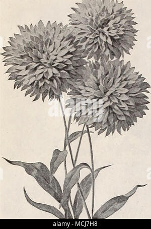 . Riidbeckia raggi di oro. RHEXIA (Prato bellezza). Virginica. Una bella pianta nana, 9 pollici, fioritura la maggior parte della stagione estiva, con numerose rosato brillante- fiori viola, e lunghi, sporgente golden antere ; un grand oggetto per concentrate in un umido, posizione soleggiata. RIDBECKIA (cono fiore). Pulgida. Brillante arancio-fiori gialli, prodotta in masse, da luglio a settembre; 2 piedi alto. Bagliore dorato. Ci chiediamo se una qualsiasi hardy pianta perenne ha mai incontrato con maggiore popolarità di questo. Pro- duces masse di doppio giallo-oro-Dahlia come fiori da luglio a settembre. Maxima. Un ra Foto Stock