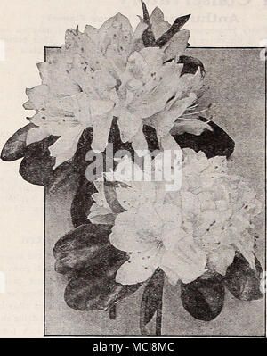 . Azalea giapponese di Kurume Kurume azalee Queste sono le più valide aggiunte al nostro elenco limitato di inverno di piante fiorite. Offriamo sei varietà di scelta. Cattleya. Un delicato e lilla-bianca oscurata, la sfumatura di un colore rosa malva in corrispondenza dei bordi. Semi-doppio. Cliristinas allegria. Questo nome è stato suggerito dalla sua brillante colorazione, un vero Natale rosso, semi-doppio. Le campane di corallo. Non un molto grande fiore ma prodotto molto pro- fusely; un gradevole coral-colore rosa, verj' dolce, semi-doppio. Peach colpo. Un shapely, singolo fiore di un salmone dehcate peach Blossom Pink. La bellezza di salmone. Grandi semi-doppio di fiori di briUian Foto Stock