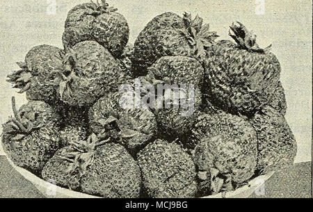 . La Fragola Chellie. Libri sulla cultura di frutta. Frutto Culturist {Thomas), $2,25. Giardino di frutta {Barry), si.50. Biggie's Berry Prenota, 50 cts. Principi della Frutticoltura {Bailey), §1,25. Piccola frutta Cullurist {Fuller), §1,00. La cultura di fragola {Fuller), 25 cts. Piccoli frutti. Fop rientrano la semina. Pronto circa ottobre 20th. Iceberg. Rathbun. Caduta è un buon momento per piantare hardy uve, more, lamponi, ribes, ecc.; le piante essendo a quel tempo dormienti sono meno suscettibili di pregiudizio nel trapianto rispetto a quando è piantato in primavera. Dopo la piantagione, coprire le radici con 2 o 3 pollici di lettiera o di manu Foto Stock