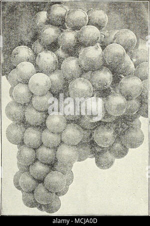 . Hardy uva. Dieci NEl^ER fragole. Auto [Mid-Season, perfetto). Un nuovo ordinamento rigorosamente di prima qualità; una delle migliori varietà di dessert. Chesapeake ( molto tardi, perfetto). Uno dei più recenti per maturare, frutta molto grande e stabile e di sapore di alta. Climax {Eariy, perfetto). Enormoudy produttivi, di buone dimensioni, finemente aromatizzati, perfettamente formati bacche, ripenin'-^ cx- Iremely presto. Commonwealth [Fine, perfetto). Questo superbo berry matura una settimana più tardi rispetto al campione, e rivali di Marshall per qual- ità; senza dubbio il più produttivo di tutti molto tardi ordina. Fairfield [precoce supplementari, sposa perfettamente Foto Stock
