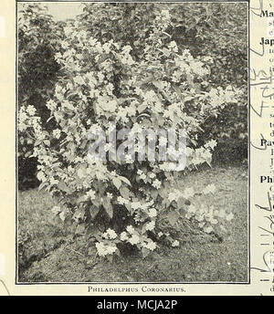 . LigUStrum Ibota. Un Ja|-&GT;anese ligustro del più bel carattere, con verde scuro fogliame fresco, conirasting bene con la prominente ra- cemes di fragranti fiori bianchi. 25 cts ciascuno. X Regelianum. Una splendida varietà con diffusione filiali e depressione termina, elegante e grazioso come esemplari isolati. 2") cts. ciascuna. -rJ-iiie p'formiche, $2.00 ciascuna. "^-^Soulangeana. Una specie di cinesi che, mentre a portamento arbustivo in Th giovani crescita, raggiunge le dimensioni di un albero nel tempo; i suoi fiori, che sono prodotte in primavera, sono a forma di coppa, da 3 a 5 pollici di diam- eter, e sono di colore bianco insid Foto Stock