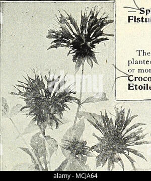 . Lychnis Chalcedonica. Un MERTENSI (Blue Bells)! Virginlca. Un inizio di primavera-fioritura delle piante, in crescita di circa 1 a IJ piedi alto, con depressione orecchie di liandsome azzurro fiori, lo sbiadimento rosa chiaro ; uno dei maggior interesse- ing della nostra nativa fiori di primavera ; Maggio e Giugno. 15 cts. ciascuna ; $1 50 per doz. MONARDA (bergamotto). Piante appariscente, crescente da 2 a 3 metri di altezza, con fogliame aromatico, e producono i loro fiori durante i mesi di luglio e agosto. ^''^idyma. (Osw'go tè). Fiori scarlatto brillante, prodotte in picchi. Cambridge Scarlet. Brillante ciimson-scarlatto. Rosea (Bee Bitlm). Un grazioso ros Foto Stock