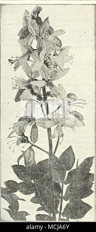 . DiCTAMNUS. DIGITALIS (Foxglove). Il Foxgloves, oM-stile, dignitoso e maestoso, sono sane com- pany in qualsiasi giardino. La forte flowerstalks-spesso da 4 a 6 piedi alto- passando da una ricca e rigogliosa di masse di foglie, sempre di dare un aspetto della resistenza a tlie hardy frontiera, e durante il loro periodo di fioritura dominare egli tutto il giardino. Qloxiniaeflora {Gloxinia-JIowered). Un bel ceppo di finemente S]")0tteci varietà. Offriamo loro in sfumature separate anche misti, cioè: IV/iite,. Viola, Lilla, porre o ]Iixed. mbigua o Grandiflora. Vistosi fiori di colore giallo pallido venato-bro Foto Stock