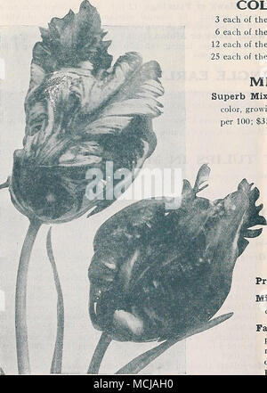 . Parrot o Dragon tulipani collezioni di tulipani doppia 3 ciascuno dei dodici varietà, 36 lampadine $2 00 postpagato 6 ciascuno dei dodici varietà, 72 bulbi 3 85 12 ciascuna delle dodici varietà, 144 lampadine 7 50 25 ciascuno dei 12jvarieties, 300 lampadine 14 00 doppio misto primi tulipani superba miscela. Davvero una bella miscela, miscelati per dare una completa gamma di colore, crescente alla stessa altezza e fioritura insieme. 65 cts. per doz.; $4.25 per 100; $35.00 per 1000. PARROT O DRAGON TULIPANI molto grandi fiori di singolare e pittoresco forme e colori brillanti; molto bella e interessante. I petali sono curiousl Foto Stock