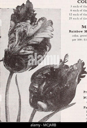 . Parrot o Dragon tulipani collezioni di tulipani doppia 3 ciascuno dei dodici varietà, 36 lampadine $2 00 postpagato 6 ciascuno dei dodici varietà, 72 bulbi 3 85 " 12 ciascuna delle dodici varietà, 144 lampadine 7 50 25 ciascuna delle dodici varietà, lampadine 300 14 00 doppio misto primi tulipani Rainbow miscela. Davvero una bella miscela, miscelati per dare una completa gamma di colore, crescente alla stessa altezza e fioritura insieme. 60 cts. per doz.; $4.00 per 100; $33.00 per 1000. PARROT O DRAGON TULIPANI molto grandi fiori di singolare e pittoresco forme e colori brillanti; molto bella e interessante. I petali sono Foto Stock
