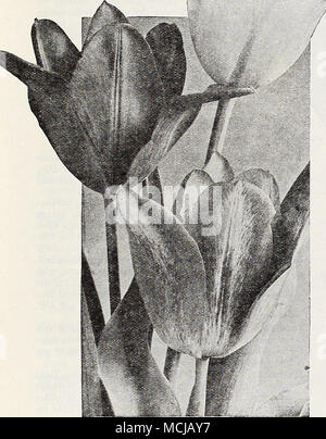 . Gruppo di Garden Cottage tulipani base modellata. Al di fuori di ,subì colore rosa lilla con bordatura gay del corallo luminoso o luminosa albicocca. Una splendida ampia aperta (tazza di dimensioni insolite su 25 pollici steli. La sua deliziosa per- fumo è una grande risorsa. $1.10 per doz.; $8.00 per 100. Argo. Apertura mostra un colore giallo burro con il bordo dei petali finemente pepati ajid puntinata rosso morbido. Come il fiore cresce più grandi e più si apre completamente, il soft red si diffonde lentamente sopra il giallo fino a quando finalmente a pieno fiore, Argo è trasformata in una fata di colorazione di post-incandescenza (22 pollici). 80 cts. per doz.; $5.75 per 100. Foto Stock