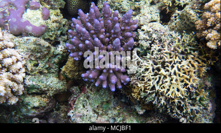 Coral reef in Togian island, vicino a Sulawesi, Indonesia Foto Stock