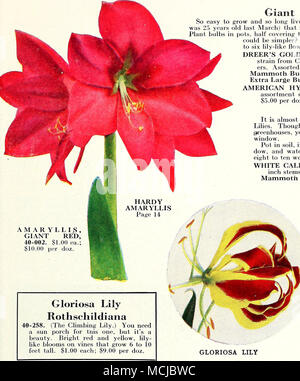 . AMARYLLIS, gigante rosso, 40-002. $1.00 ea.; 10,00 per doz. Giglio gloriosa Rothschildiana 40-258. (Il giglio di arrampicata.) Avete bisogno di un portico di Sun per tn rappresenta uno, ma è una bellezza. Rosso e giallo, Lily- hke fiorisce sui vigneti che crescono da 6 a 3 metri di altezza. $1.00 ciascuno: $9.00 iier doz. Giant Amaryllis così facile da coltivare e così a lungo vissuto (uno di Dreer clienti dell' Amaryllis era 2.') anni lo scorso marzo) che nessun amante dei fiori dovrebbe essere senza di loro. Le lampadine di piante in vaso, metà di coprirli con terriccio; acqua accuratamente. Che cosa potrebbe essere più semplice.'* steli 12 a 20 centimetri di altezza, il cuscinetto da quattro a sei giglio-come fiori u Foto Stock