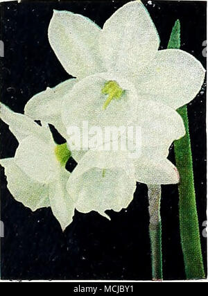 . TRIANDRUS, Thaha ;z?&LT;.E2!ho"^ Narciso potrebbe essere chiamato Bouquet narciso, per tre o quattro fiori, come del poeta Narciso ma minore, sono raggruppati insieme su ogni stelo. Essi sono hardy, forza facilmente e sono piacevolmente profumati dolci. Allegria, 40-780. Doppia; bianco. 20c ciascuna; $1,50 per doz.; $10,00 per 100. Geranio, 40-787. Unico bianco puro cade; arancione-rosso coppa. 20c ciascuna; 1,75 dollari per doz.; $12.00 per 100. Helios, 40-781. Primrose-giallo cade; profonda golden cup. 20c ciascuna; $1,50 per doz.; $10,00 per 100. La fidanzata, 40-782. Bianco di neve, cade; di colore giallo brillante cup. Particula Foto Stock