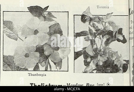 . Un pkt. ciascuna, valore 7Sc, per 50c 4896 dodici "Extra-Choice" Hardy Perennials questi produrrà un completo giardino perenne che sarà una gioia per molti anni. Aquilegia, Long-Spurred Mista . . Coreopsis, doppia Sunburst . Delphinium, De Luxe ibridi .... Dianthus Plumarius Digitalis, Giant Shirley Gaillardia grandiflora superba Gypsophila paniculata Hollyhock Lupinus polyphyllus. Miscelati Papaver ibridi orientali Piretro hybridum dolce William uno pkt. Ogni valore, $1.80, $1.25 4898 Dieci giardino roccioso piante perenni la coltivazione del giardino roccioso piante è facile e certamente è un denaro sa Foto Stock