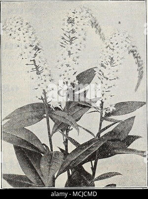 . Lysimachia Clethroides. Lobelia Cardinalis. LOBELIAS. Bello piante di confine e fiorente in qualsiasi ordinario suolo di giardino, ma preferendo un umido, argilla profonda, dove esse non soffrono di drouth. Alcune piante sono più efficaci per la loro stagione di fioritura, che si estende dai primi di agosto fino alla fine di settembre. Cardinalis (Cardinale fiore). Ricco, Fiery cardinale ; Fiori Piante robuste spesso pro- diminuire 10 a 18 punte, da 12 a 24 pollici di lunghezza. 15 cts. Ogni; §1,50 per dozzina. La regina Victoria. I fiori più profonda nel colore di sopra e con ricchi lavori bronzei fogliame, ri- quires protezione in questa latitudine. 25 cts. Foto Stock