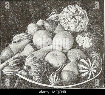 . Zucche, misti coloquintidi ornamentali Â® Â§ crescente e rapida, interessante arrampicatori annuale con fogliame ornamentale e singolarmente sagomate frutti. I frutti devono essere autorizzate a maturare sui vitigni fino a molto difficile. Essi devono tuttavia essere raccolte befote frost. 2496 Apple. 2507 cucchiaio. "Crv prolifico. 2505 Pear-Shaped. A strisce. A ny di sopra: Pkt. ISc'; H oz. 40c; oz. 7Sc. ' X 4834 zucca raccolta una pkt. ciascuno degli m n .al di sopra di 4, il valore 60c, per"S"3C 1 2510 misto. Contiene piccole e grandi ordina. Pkt. 10c; Yz oz. 2Sc; oz. 40c. 2512 Dreer la sorpresa speciale Mix- ture. Questo interessante mix Foto Stock