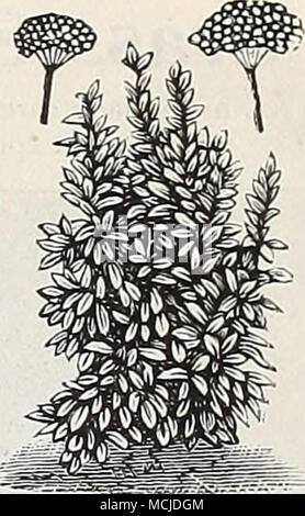 . Y salvia. Il basilico dolce. Usato per le zuppe. Pkt., 5 cts.; oz., 15 cts. Bene. Usato medicalmente. Pkt., 5 cts.; oz., 10 cts. Borragine. Eccellente per le api. Pkt., set.; oz., 10 cts. Il cumino. Utilizzato in pane, ecc. Pkt., 5 cts.; oz., 10 cts. (Olio di ricino Bean. Usato per la medicina e letto ornamentali- ding piante. Pkt., 5 cts.; oz., 15 cts. *Erba gatta. Per scopi medicinali e gradita dai gatti che roll in esso con grande gioia. Pkt, 10 cts.; oz., 40 cts. La camomilla. Usato medicalmente. Pkt, 10 cts.; oz., 75 cts. Il coriandolo. I semi sono aromatici. Pkt, set.; oz., 10 cts. Il cumino. Per piccioni. Pkt, 5&lt;Cts.;&lt;oz., 15 ct Foto Stock