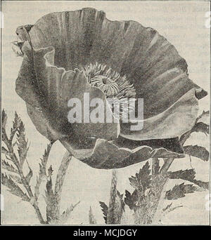 . Oriental papavero. ORIENTAL, papavero (Papaver Orientale). Per un display eccezionale di ricchi, brillante colorazione, nulla può uguagliare i papaveri orientali durante il loro periodo di fioritura in maggio o giugno, e se piantato singolarmente o in masse i loro grandi fiori li rendono cospicua in qualsiasi posizione. Golia. Fiery scarlatto. Mogano. Cremisi scuro-marrone. La sig.ra Perry. Salmone-rose. La principessa Louise. Sa'mon-rosa. Silberblick. Salmone brillante-rosso con macchie bianche. Trilby. Rosso brillante. 25 cts. ciascuna. Set di 6 varietà, $1.25. Migliori varietà miste. 15 cts. Ogni; $1,50 per doz.; $10,00 per 100. PRIMULAS Foto Stock