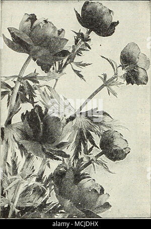 . TROLLrus (Globe fiore) Saponaria (sapone wort) Ocymoides Splendens. Un modo molto utile per impianto per la rockery o il confine, producendo da maggio ad agosto di masse di attraente piccola luminosa rose fiori; 8 pollici. 25 cts. Ogni; $2.50 per doz.; $18.00 per 100. La ScabiOSa (blu cofano) Caucasica. Un affascinante soft shade di lavanda, inizia a fiorire in giugno, continuando fino a settembre. 18 a 24 pollici ad alta. La Japonica. A Lavanda fiori blu, dal Lug}' a settembre; 2 piedi. 30 cts. Ogni; $3.00 per doz.; $18.00 per 100. Sempervivum iHouseieek) Evergreen succulente formanti rosette interessanti-come le piante per Foto Stock