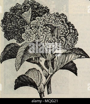 . Doppio Everblooming begonie. BUDDLEYA COENOBITA. 1621 Un nuovo bellissimo hardy-flow ering arbusto come pianta dalla Cina, che è stato oggetto di molti commenti favorevoli dal horticul- tari per taluni premi d'Europa. Esso cresce da 4 a 5 metri di altezza, con arco graziosamente- ing rami ; il foli.ESN è in verde brillante sopra, vel- vety-bianco al di sotto, mak- ing una bella pianta quando non sono in fiore; il numer- unità organizzative rami sono termin- ated da lunghi racemi di roseo-lilla Blossoms con un arancione posto al centro ; cresce facilmente dal seme, la produzione di piante in fiore entro 4 mesi dal momento della semina. 10 cts. Foto Stock