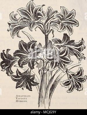 . Amauvllis VrrTATA ibridi. AMARYLLIS. Splendida fioritura delle lampadine, adatto per serra, la camera, il giardino o la coltivazione. Per uso in ambienti interni devono essere coltivate in vaso, ben drenato, in un suolo di parti uguali di torba, foglia-stampo, e terriccio. Dopo la fioritura, le lampadine devono essere maturate oft" sopprimendo acqua come il fogliame mostra segni di morire. Vhen a riposo e riporre in un luogo asciutto fresco, lasciando le lampadine nei vasi. Belladonna tnajor, Giovanni- sonii e Regina sono pronto adesso, gli altri - sarà 7ronto in ottobre. Aulica Platj'petala {Lily del palazzo). Fiori di immensa di intensa crinib'Mi Foto Stock