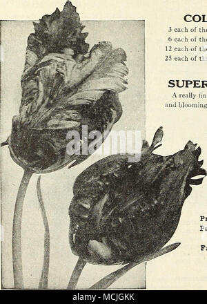 . Parrot o Dragon tulipani collezioni di tulipani doppia 3 ciascuno dei dodici varietà, 36 lampadine $2 30 postpagato 6 ciascuno dei dodici varietà, 72 bulbi 4 40 12 ciascuna delle dodici varietà, 144 lampadine 8 50 25 ciascuna delle dodici varietà, lampadine 300 16 00 superba doppio misto primi tulipani davvero una miscela fine, avente una gamma completa di colori, crescente alla stessa altezza e fioritura insieme. 65 cts. per doz.; $4.25 per 100; $35.00 per 1000. / PARROT O DRAGON TULIPANI molto grandi fiori di singolare e pittoresco forme e colori brillanti; molto bella e interessante. I petali sono curiosamente orlate o tagliato Foto Stock