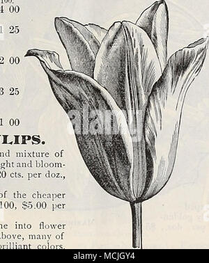 . Doppio Tulip, Tournesol. PARROT o DRAGON tulipani. Molto grandi fiori di singolare e pittoresco forme e colori brillanti, molto bella e interessante. I petali sono curiosamente orlate o tagliare. Essi formano stravagante vistose aiuole, sono di infinite varietà di forma e colore e dovrebbero essere coltivate in ogni fiore giardino in quantità. Monstre Cramoisie. Molto grande; profonda crimson, con grande nero, stella- centrale a forma di fiore; e le lampadine più grandi rispetto ad altri tipi e assicurarsi di fiore. £ doz., 12 cts.; doz., 35 cts.; 100, §2,50. Parrot, colori misti. In grande varietà. £ doz., 8 cts.; doz., 20 ct Foto Stock