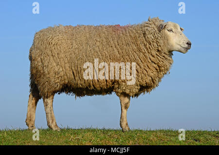 Gli animali domestici delle specie ovina (Ovis gmelini aries), Westerhever, Schleswig-Holstein, Germania Foto Stock