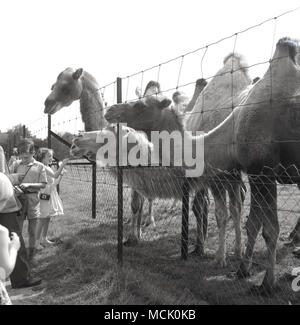 Degli anni Cinquanta, una visita ad un parco faunistico, immagine mostra una giovane ragazza da un contenitore recintato cercando di alimentare tre interessati Bactrian cammelli, Inghilterra, Regno Unito. Foto Stock