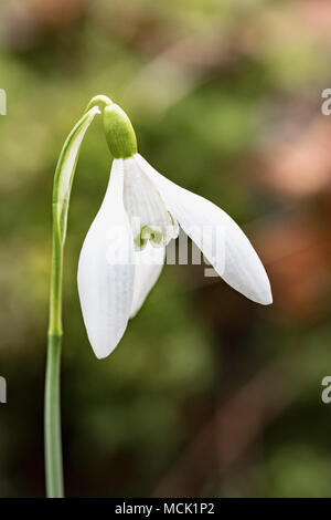 Inizio della primavera snowdrops intorno al sagrato e in Welford Park in Berkshire. Foto Stock