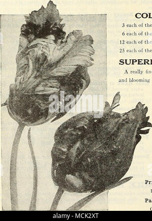 . P.^RROT O Dr.GON TULIPANI collezioni di tulipani doppia 3 ciascuno dei dieci varietà, 30 lampadine $2 45 postpagato 6 ciascuno dei dieci varietà, lampadine 60 4 75 " 12 ciascuna delle 10 varietà, 120 lampadine 9 00 " 25 ciascuna delle 10 varietà, 250 lampadine 16 50 superba doppio misto primi tulipani davvero una miscela finej, avente una buona gamma di colori, crescente alla stessa altezza e fioritura insieme. 75 cts. per doz.; $5.00 per 100; $40.00 per 1000. PARROT O DRAGON TULIPANI molto grandi fiori di singolare e pittoresco forme e colori brillanti; molto bella e interessante. I petali sono curiosamente ven Foto Stock