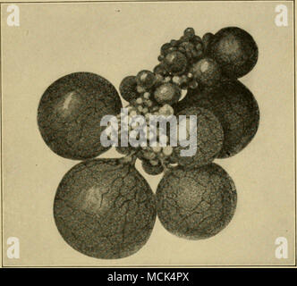 . L'ovaia normale di una gallina di posa. (Dopo Rettger, Kirkpatrick e Jones.) organo sono causa di molti paesi in via di sviluppo gli ovuli di diventare anormali e di andare incontro a degenerazione come mostrato in Fig. 61. INIany dei tuorli che non degeneri contenenti tali batteri. Questi infettano il pulcino che portelli da tali un uovo. Questi pulcini poi servire per infettare gli altri in un incubatore o in la chioccia. Questo è senza dubbio uno dei Foto Stock