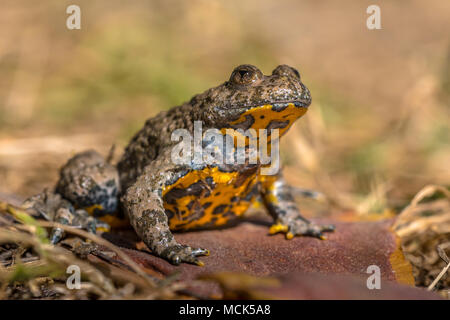 Ululone dal ventre giallo (Bombina variegata) in erba con sfondo sfocato Foto Stock